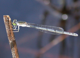 Eastern Forktail